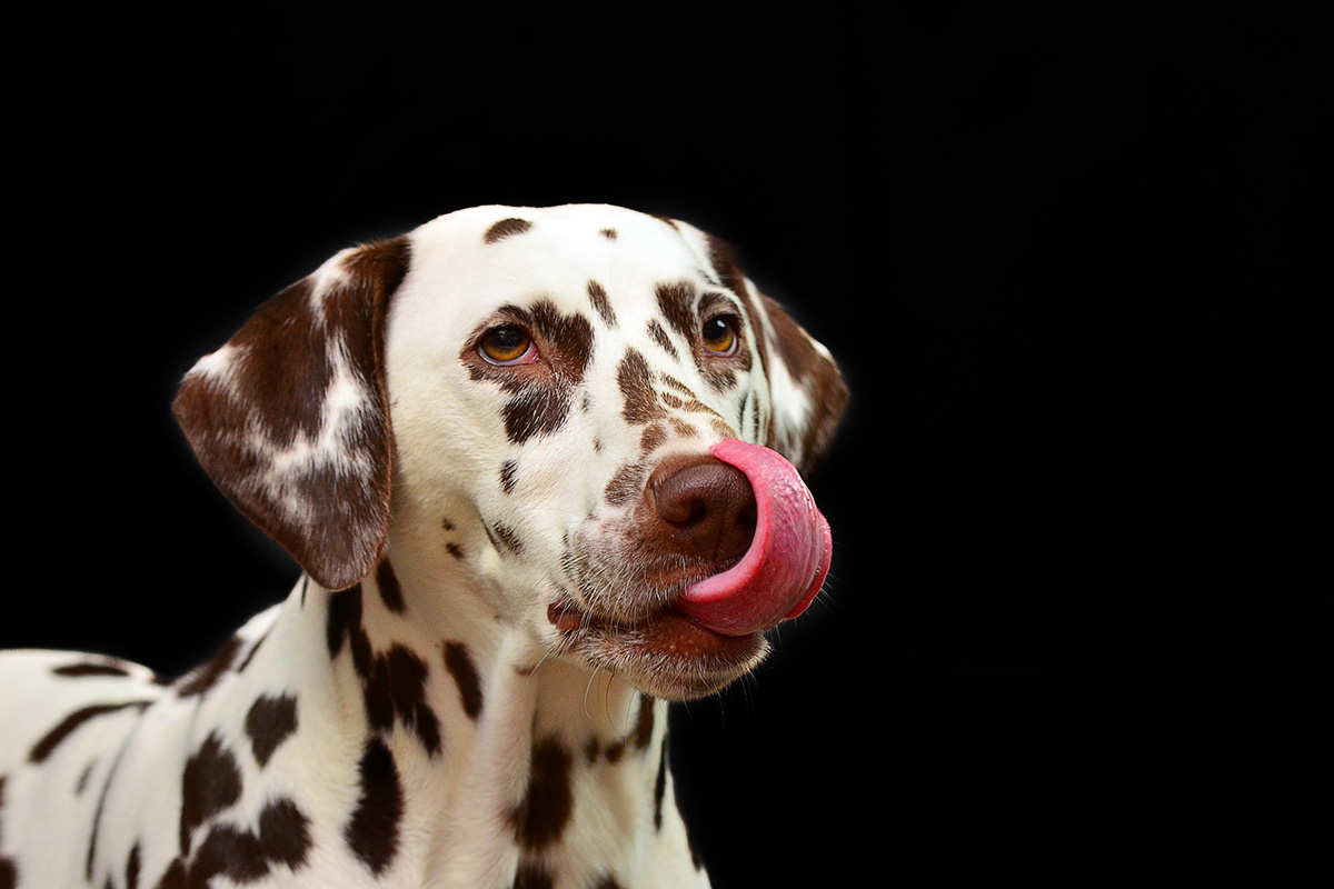 Pet Insurance and Medical 
