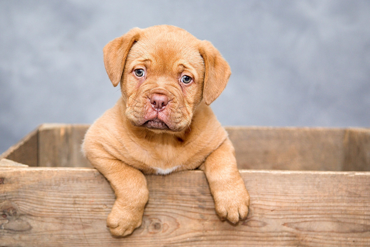 Pet Hygiene Tips