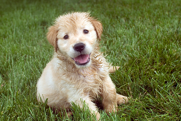 Pet Temperature Control